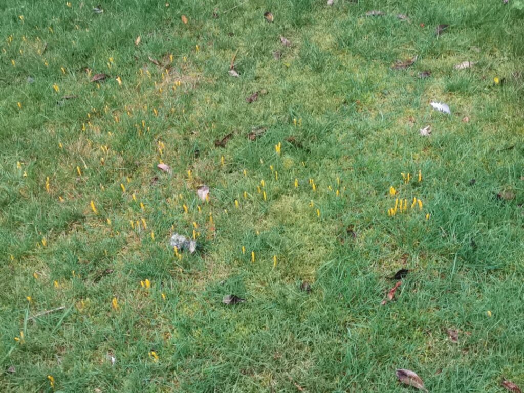 Can I ignore this lawn fungus?