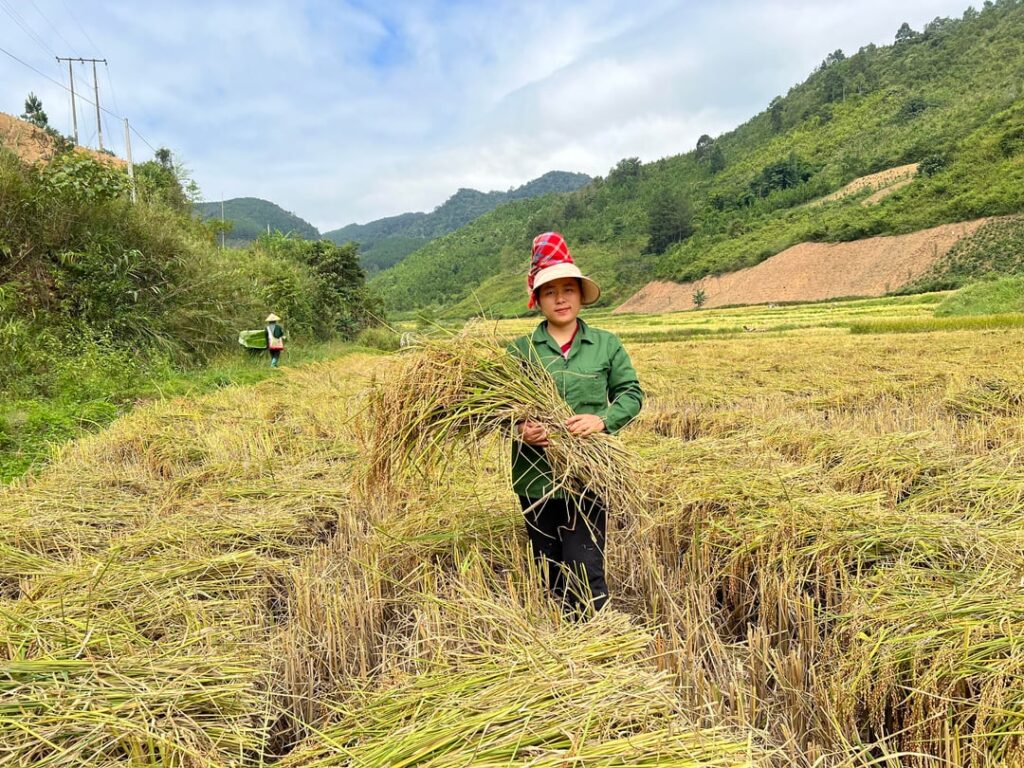 Rice harvest season in my hometown. Everyone is busy.