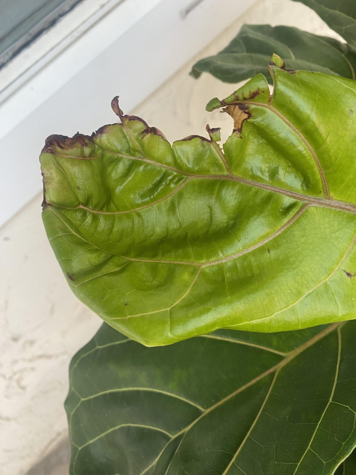 Please help! Does anyone know what causes this?