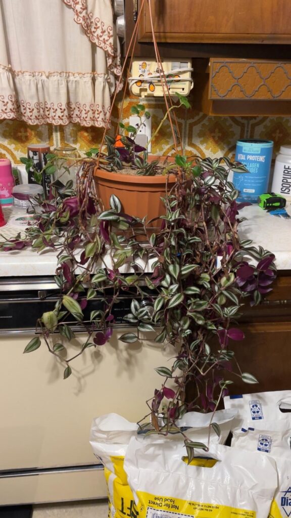 Help for my wandering Jew/Dude slowly dying or withering away Help for my wandering Jew/Dude slowly dying or withering away