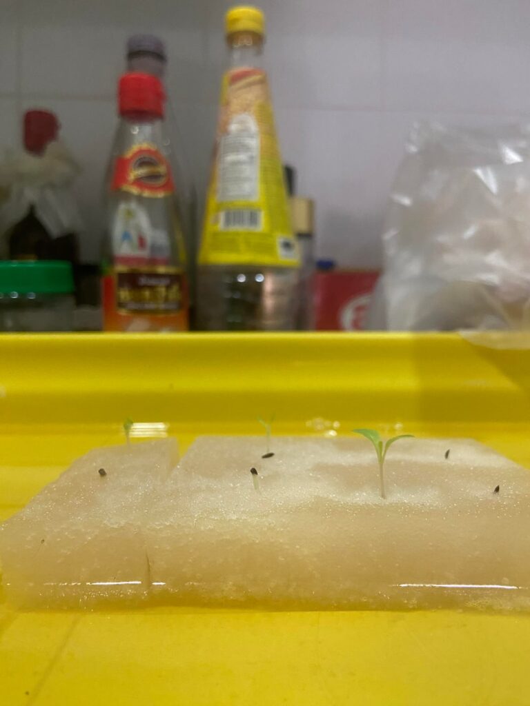 Need help: Some of my hydroponic seedlings stopped growing Need help: Some of my hydroponic seedlings stopped growing