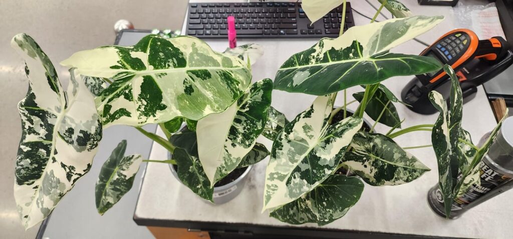 Insane finds at Home depot!! Insane finds at Home depot!!