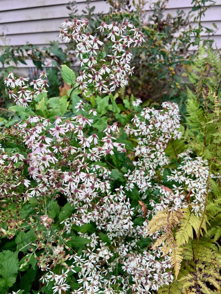 My eight aster species