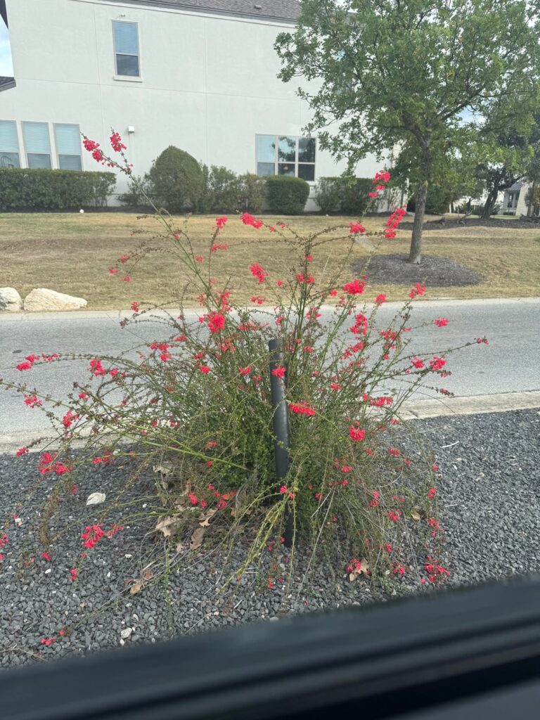 What is this gorgeous plant?