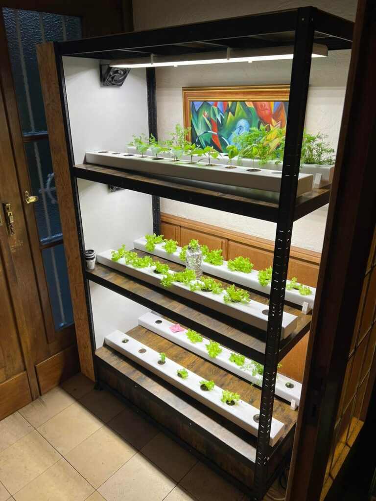 Just build my first hydroponic NFT system