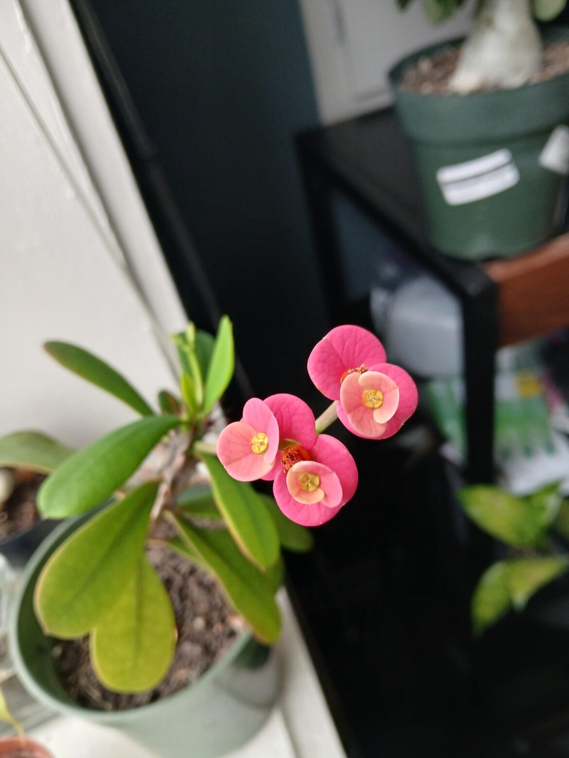 Flowers On Flowers Flowers On Flowers