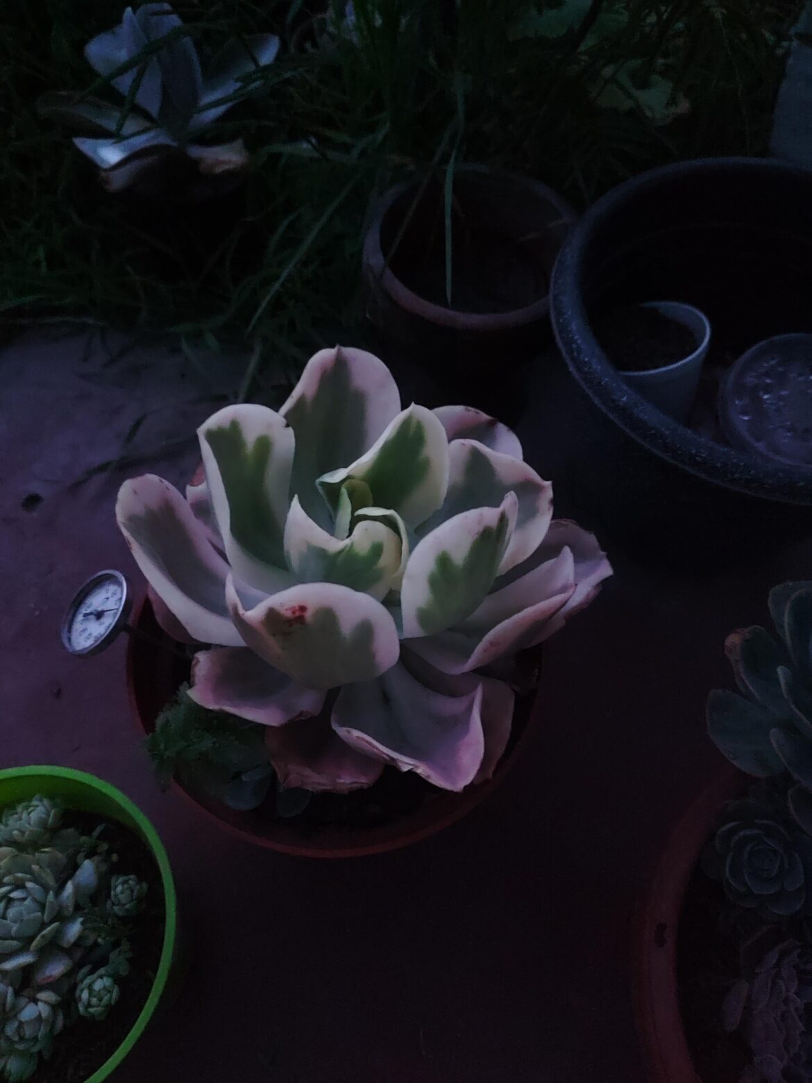 At dawn, it has a brutal aura