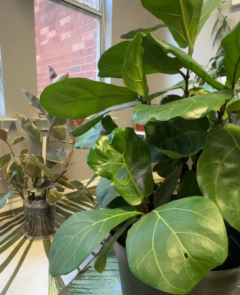 My fiddle has been happy and constantly growing new leaves. Just now i saw those holes. I see no pest tho and I’m regularly putting out benefits bugs for prevention. Could this be edema? Tia