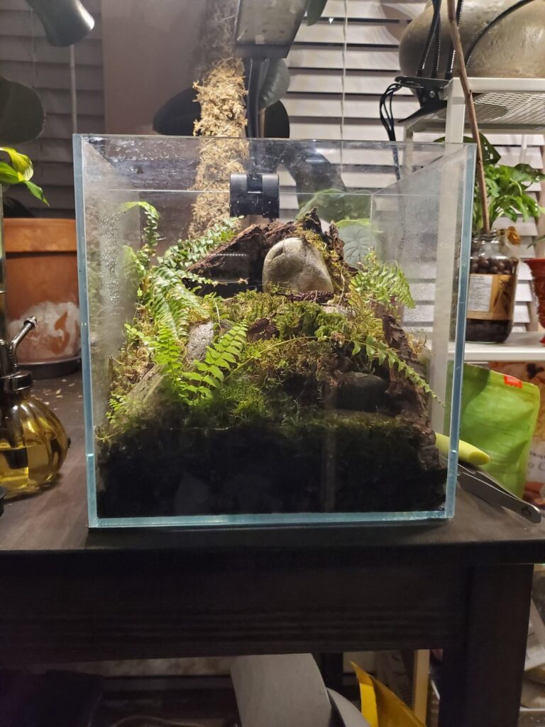 My ~6 month old mossarium
