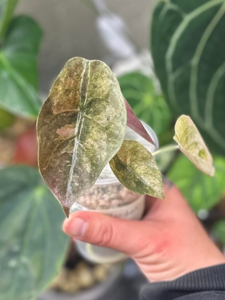 I can’t stop staring at her