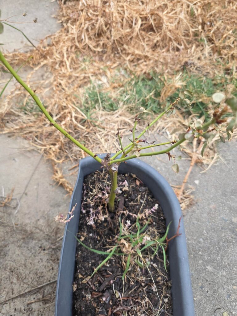 Can I save my roses? Can I save my roses?