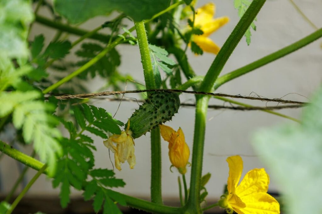 Update on my container, rooftop vegetable garden Update on my container, rooftop vegetable garden