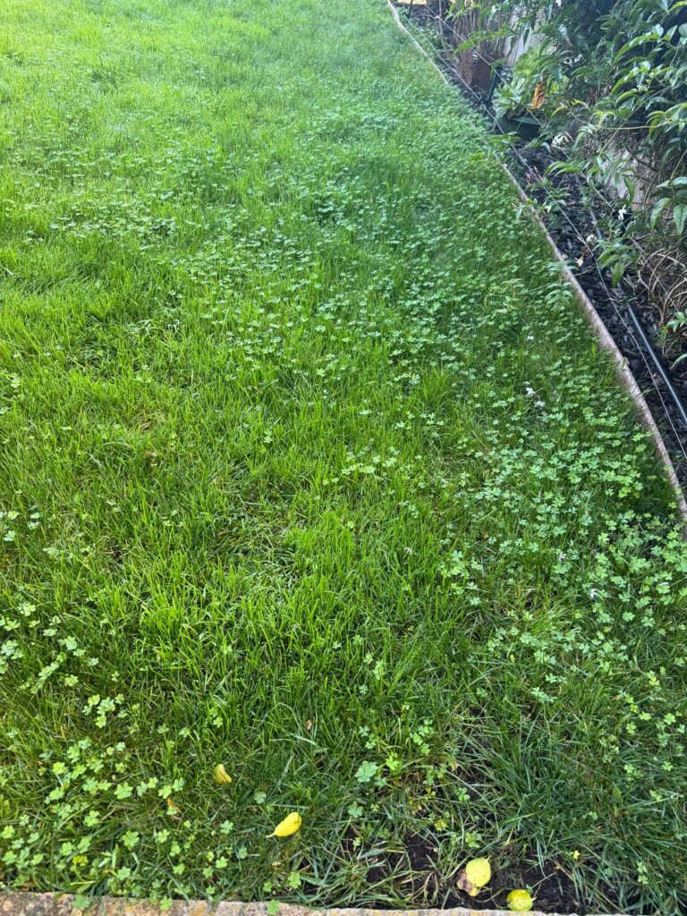 Too much clover? Too much clover?