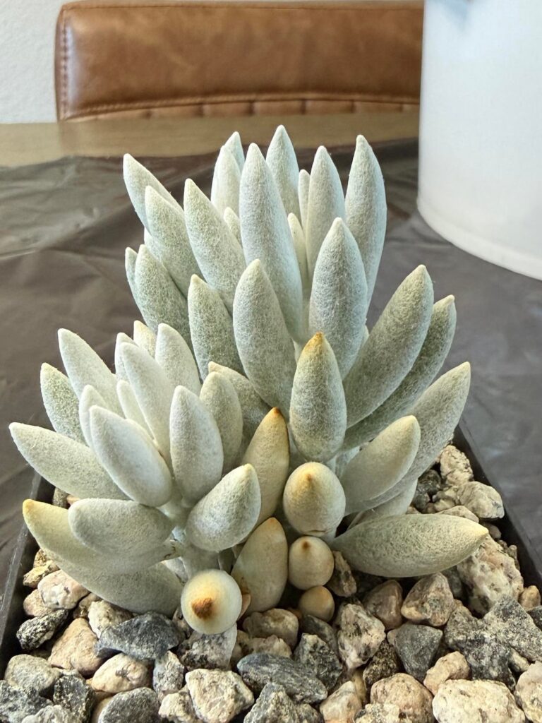 Please help identify