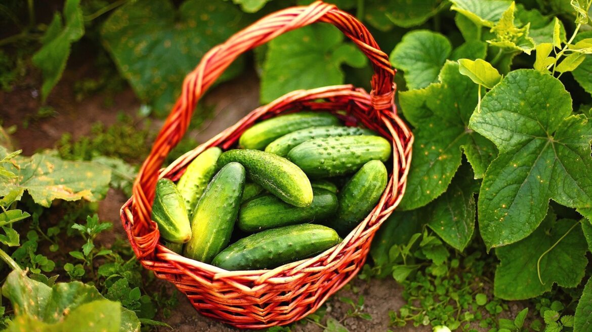 Do Cucumbers Grow Better On A Trellis Or In The Ground? Do Cucumbers Grow Better On A Trellis Or In The Ground?