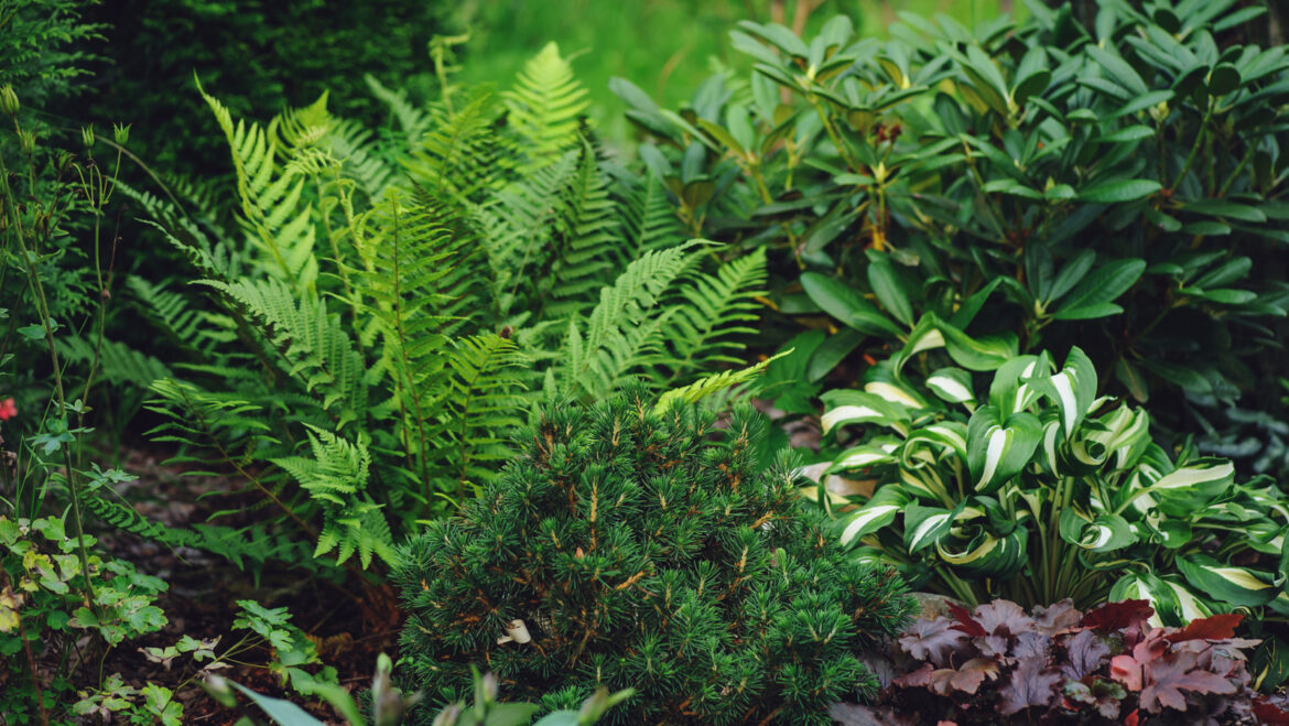 The 10 Best No-Mess Shade Plants To Add To Your Garden The 10 Best No-Mess Shade Plants To Add To Your Garden