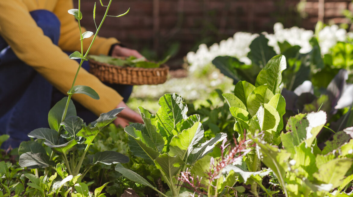 Tips For Sowing Late-Season Fall Vegetables Tips For Sowing Late-Season Fall Vegetables