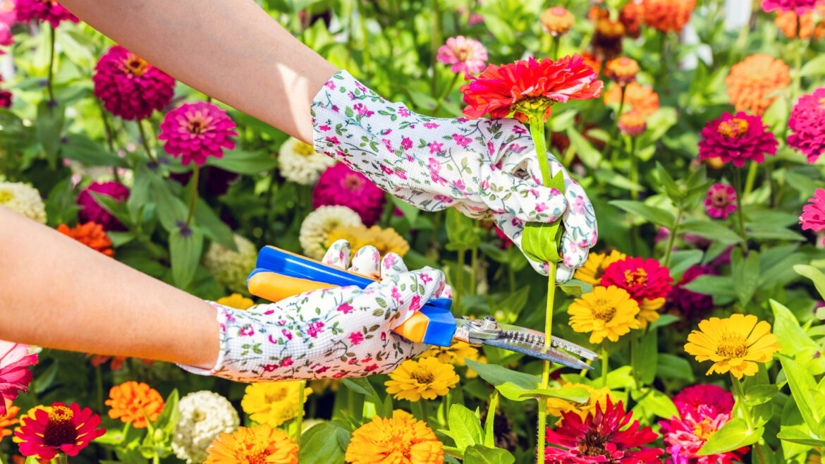 The Best Time To Cut Flowers From Your Garden That Ensures They Stay Fresh For Longer The Best Time To Cut Flowers From Your Garden That Ensures They Stay Fresh For Longer