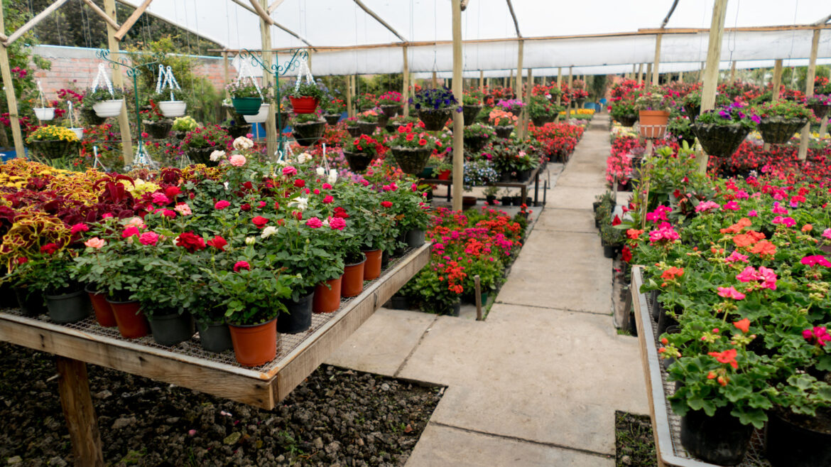 It’s Official – This Is The 2026 Plant Of The Year It's Official - This Is The 2026 Plant Of The Year