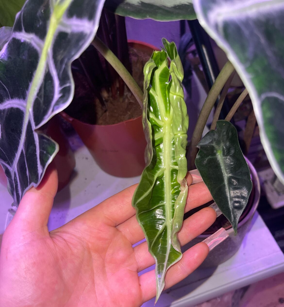 My first new alocasia leaf. My first new alocasia leaf.