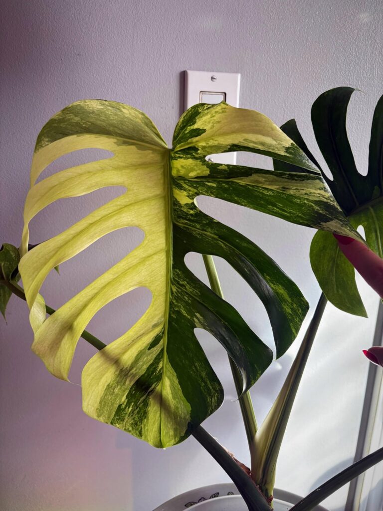 This leaf is something out of Vogue plants directly