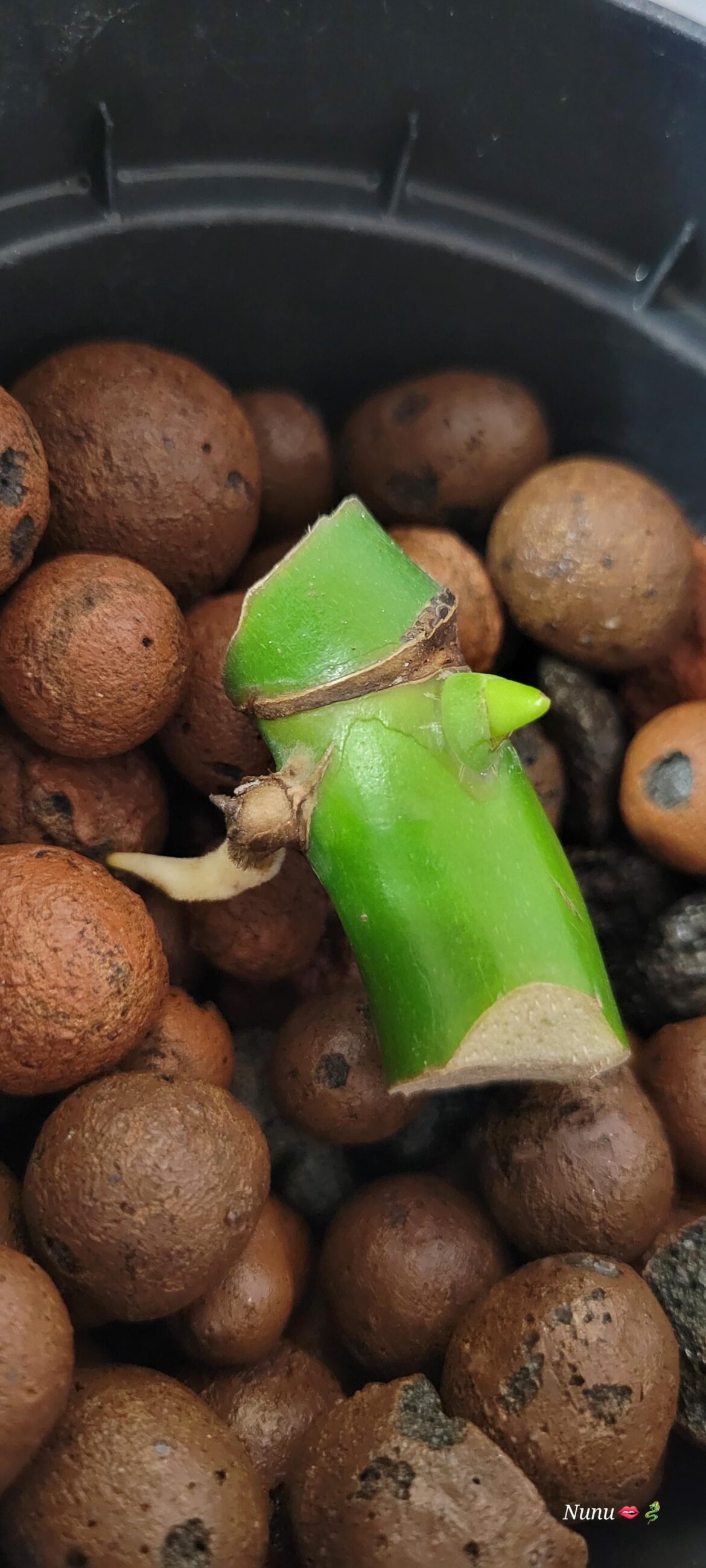 When do place in soil