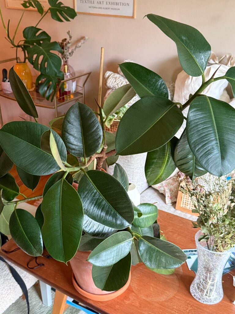 Help! My rubber plant is losing leaves Help! My rubber plant is losing leaves