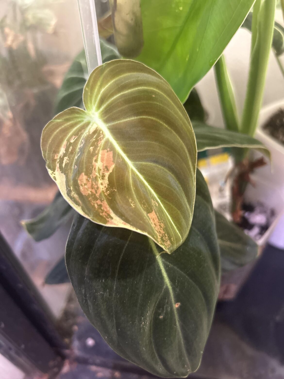 Purchased this as a regular melano…