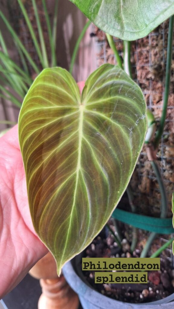 Favorite leaves show off