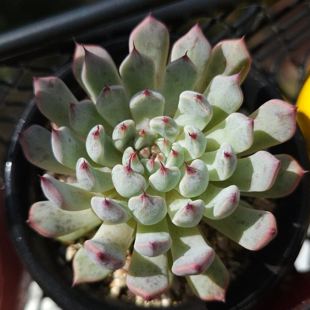 Echeveria cuspidata var. zaragozae (syn. Echeveria cuspidata var. gemmula)