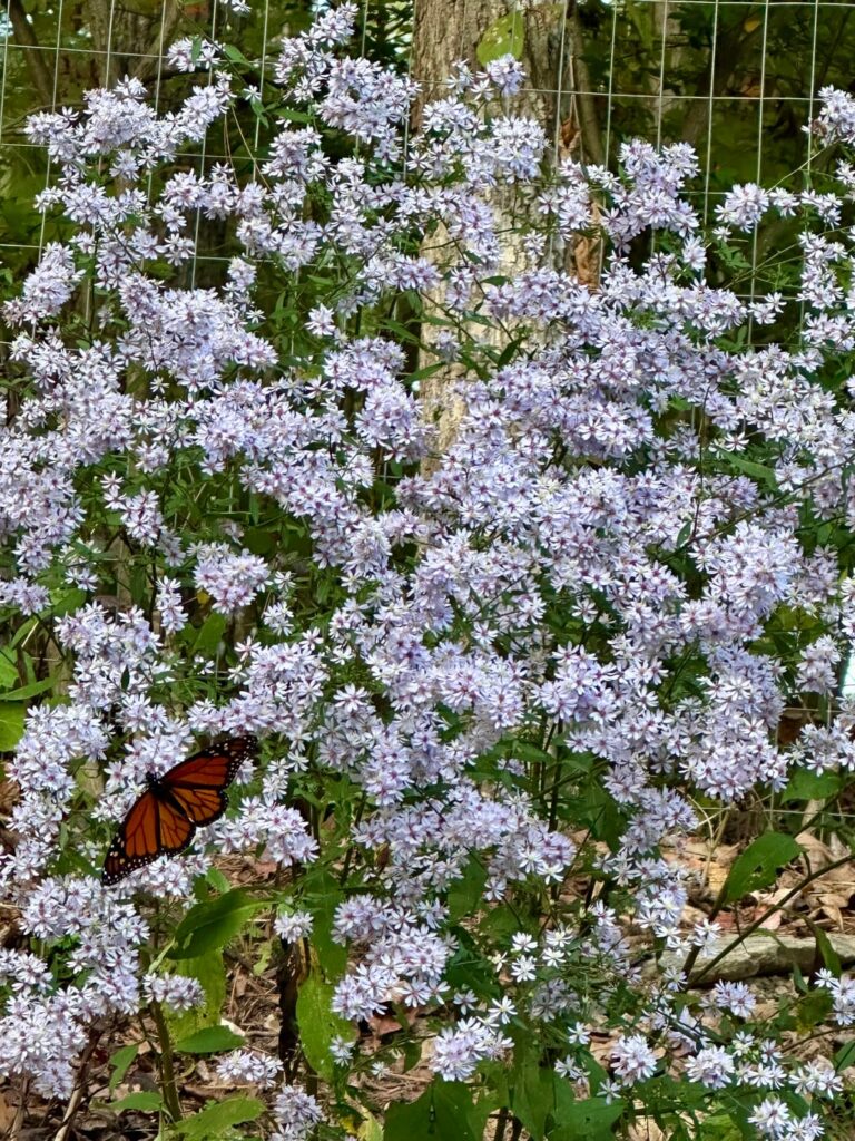 Love aster season, and so does this pretty monarch