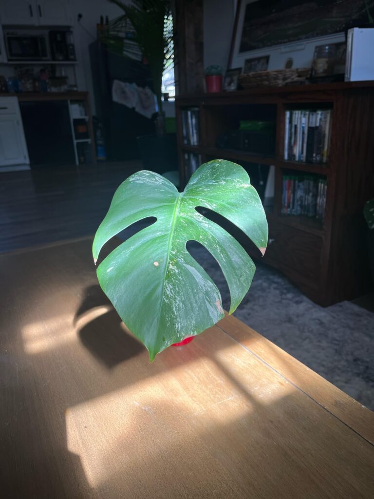 Monstera albo Monstera albo