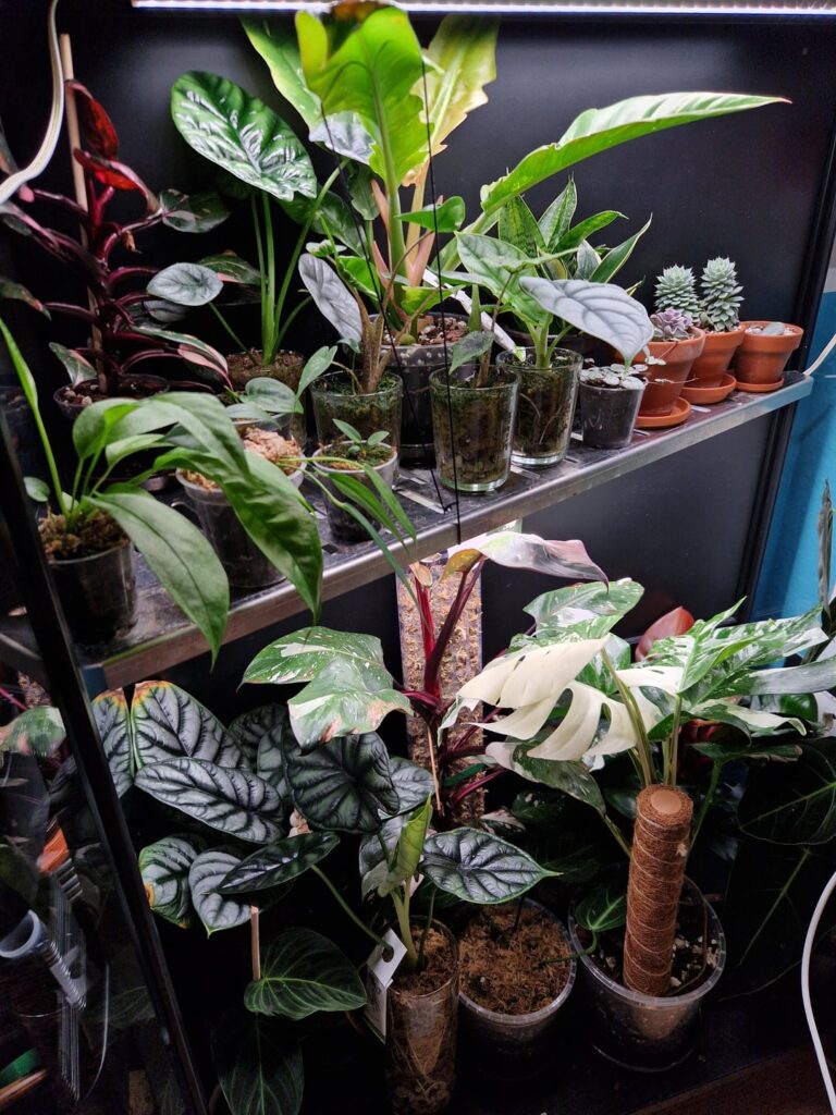 My little collection