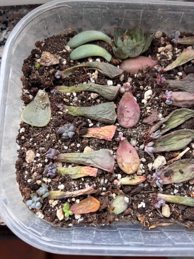 SOS succulent propagation