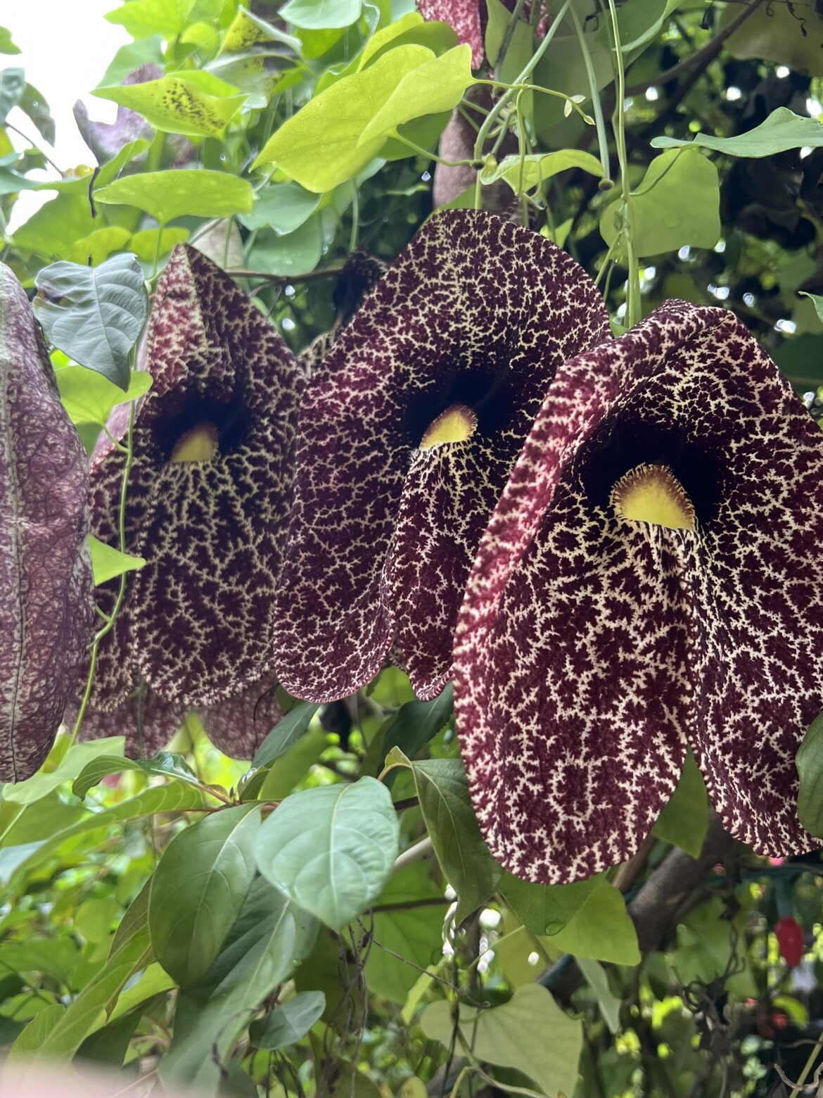 Is this specie of pipevine native to Florida?