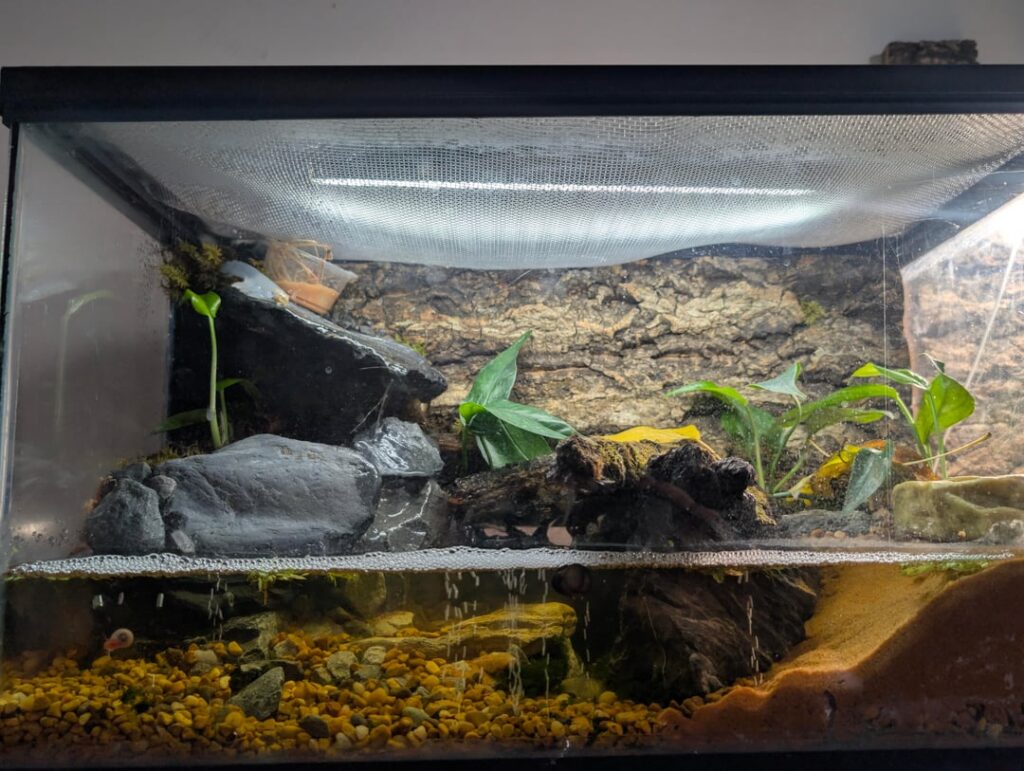 First attempt at a paludarium went well! First attempt at a paludarium went well!