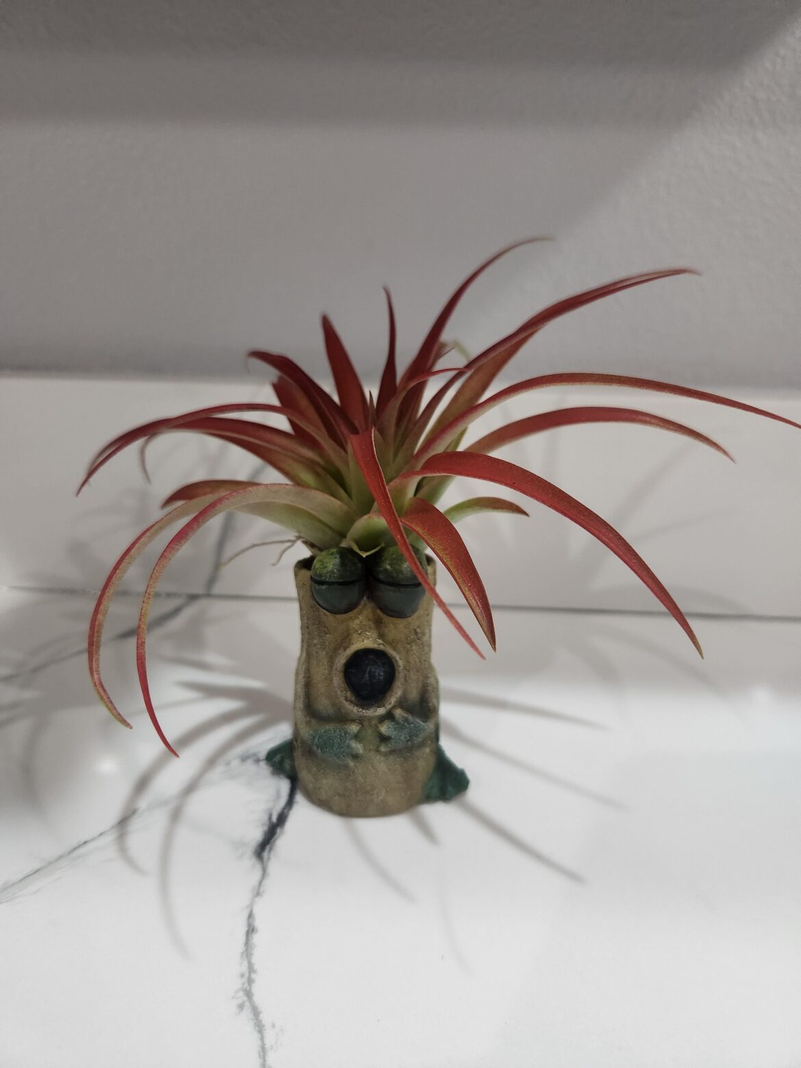 Air plants