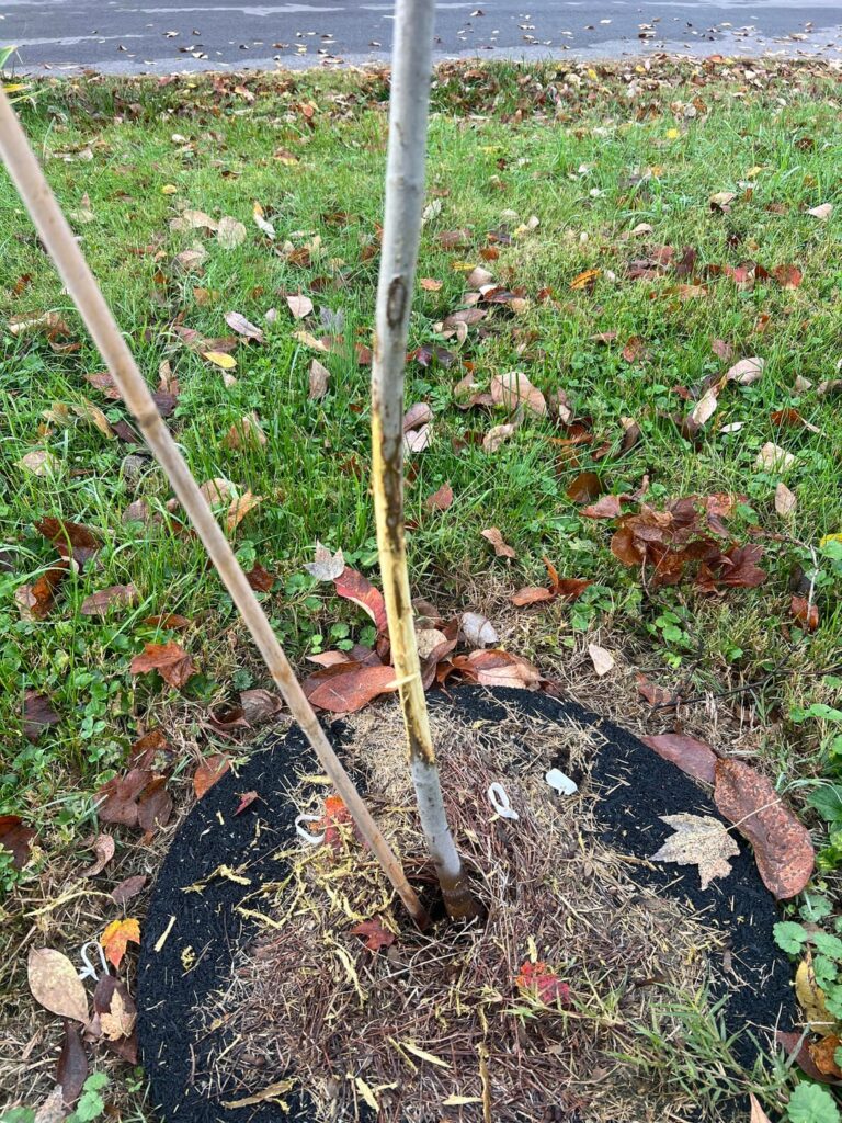 Woke up to what looks like buck rub on our two year old maple. Will this kill the tree? Is there anything I can do to save it?