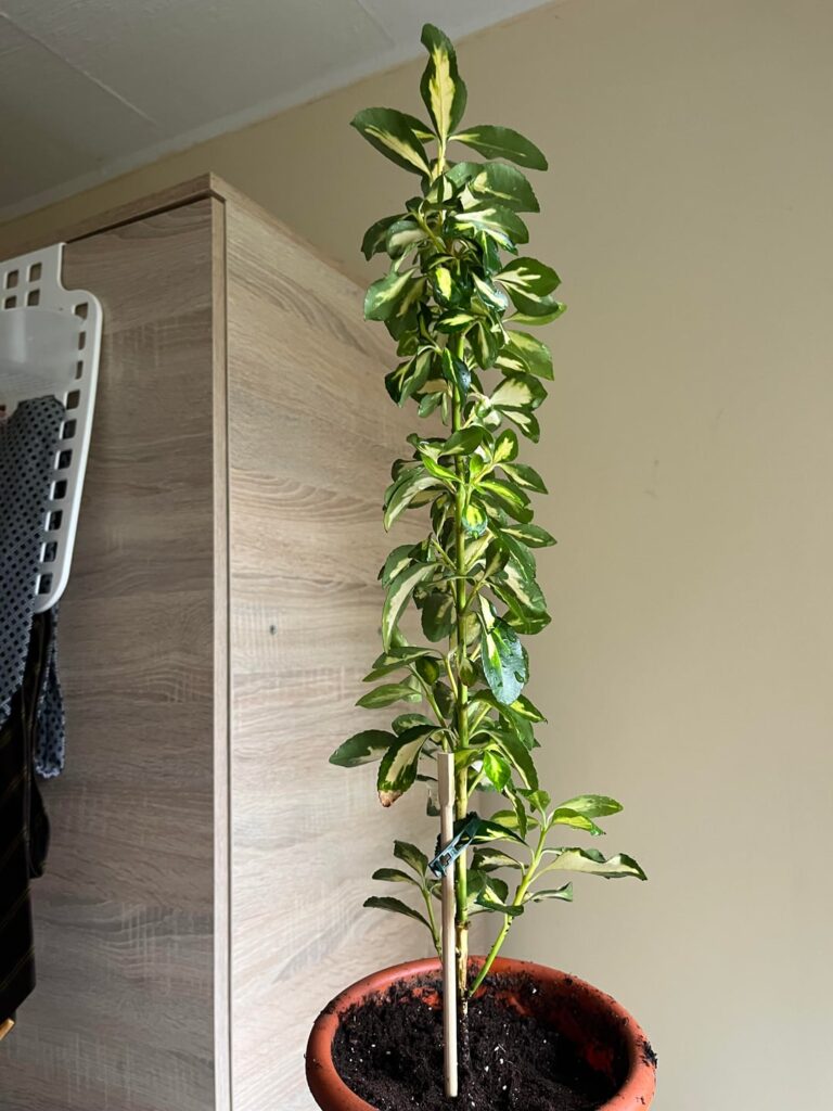 I received this plant, what is it?