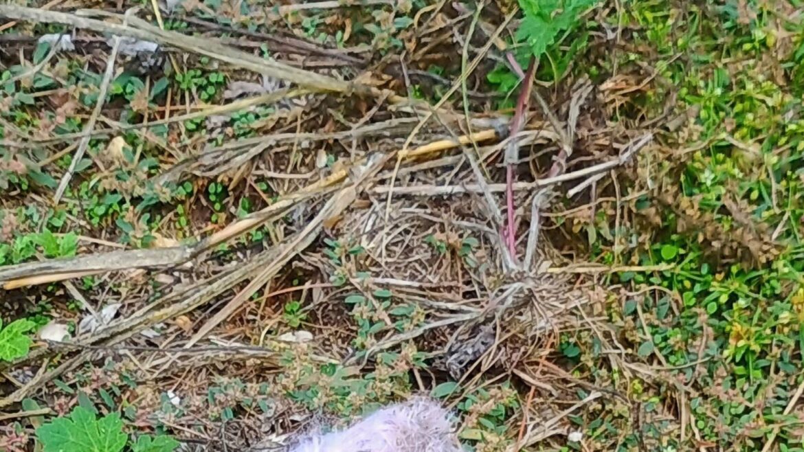Homeowner distraught after making disappointing discovery while digging in garden: ‘Oh god help’ "The Devil's underpants."