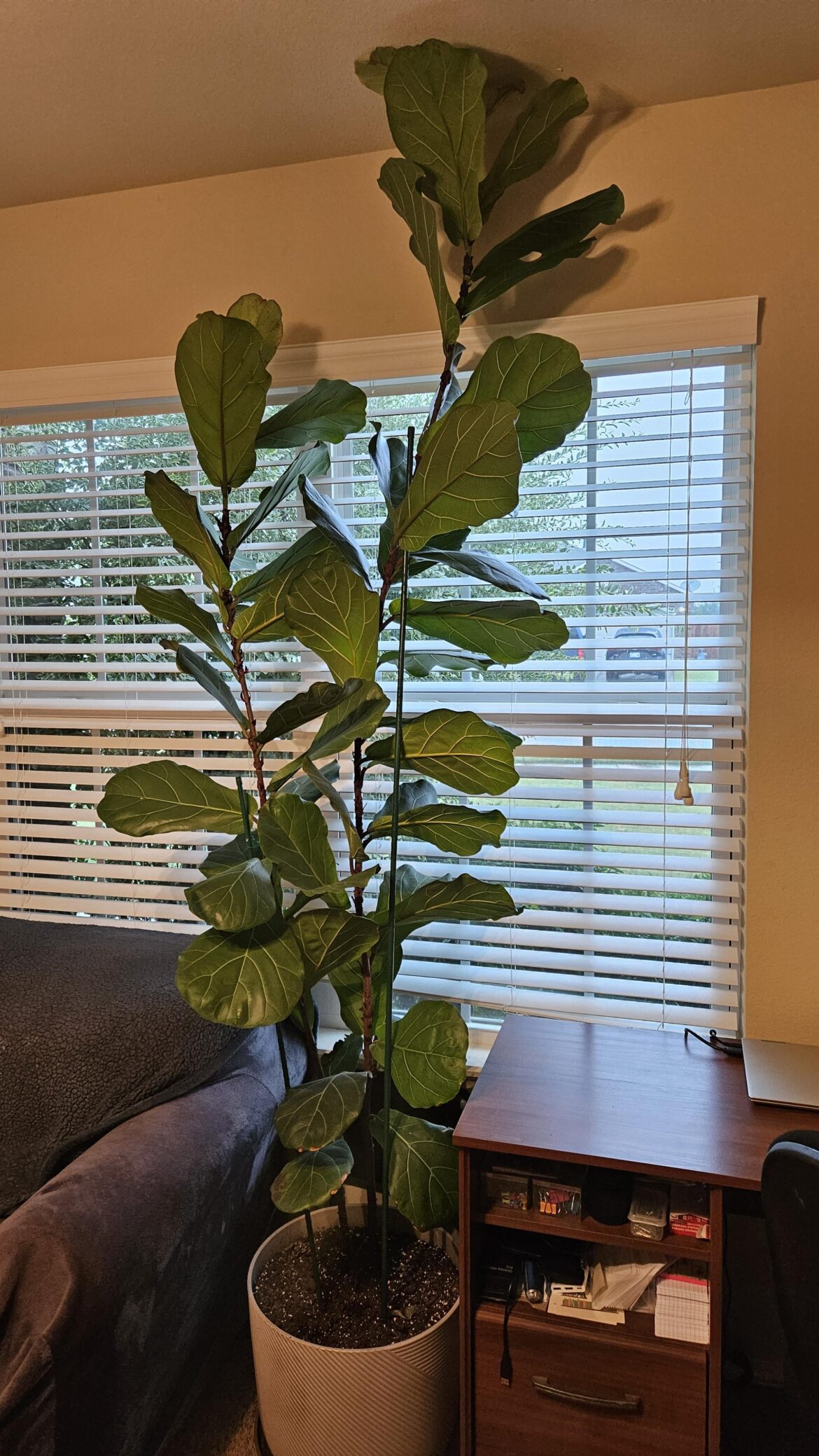 Help! Outgrown the room! Help! Outgrown the room!