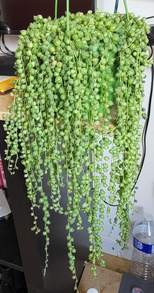 My SOP over 4 month My SOP over 4 month