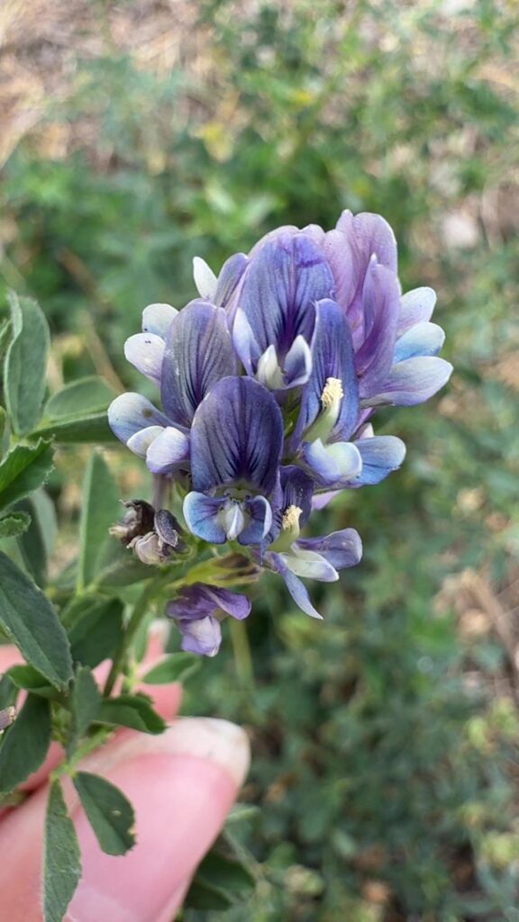 Weed or flower?