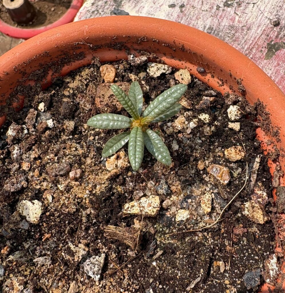 BEHOLD my child!!!!! A teensy little dorstenia Gigas Bullata!!! The only seed to sprout for me 😭