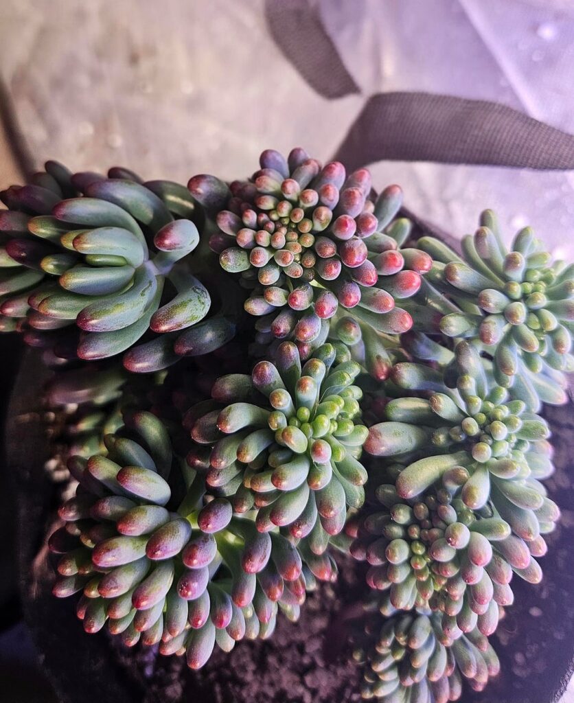 Here's some more bean photos of my indoor beans.. crested in all its glory