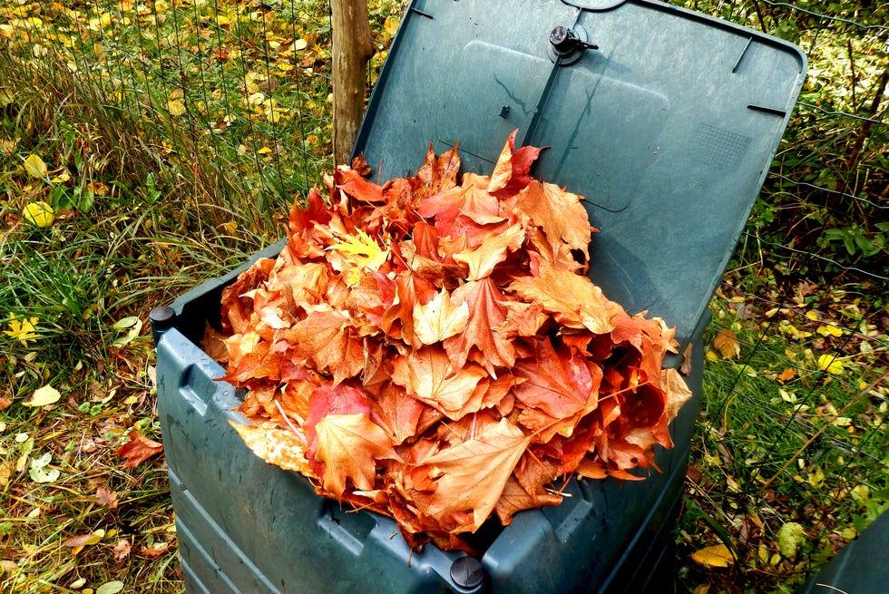 can fallen leaves stay on my lawn