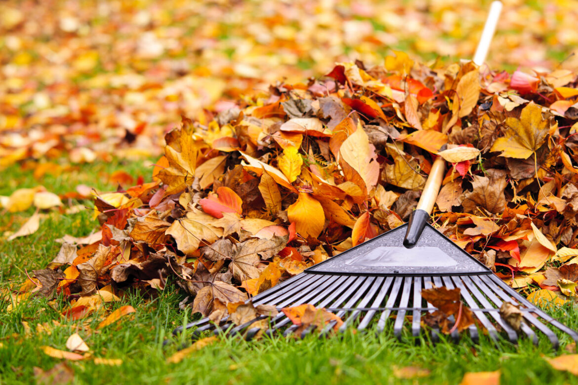 Put down the rake! Your lawn wants you to mow the fall leaves, expert says