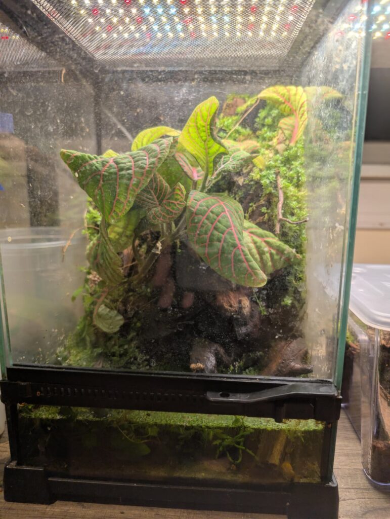 Is this big enough for a vampire crab?