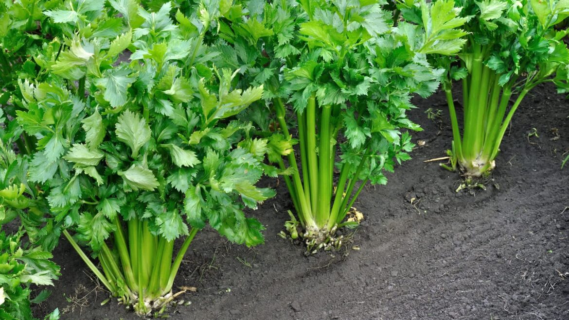 Gardener shares all-natural hack for thriving plants: ‘That’s awesome’ One clever gardener discovered that planting lemon balm with celery can naturally solve some common gardening headaches.