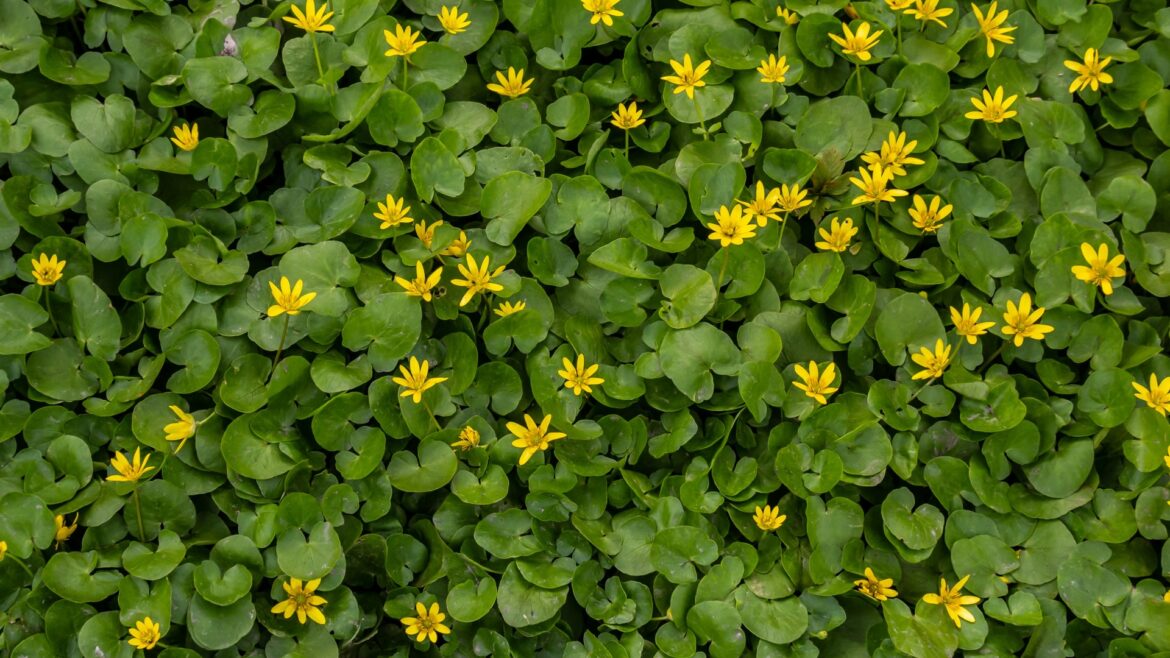 An aggressive wildflower is driving out native plant species.